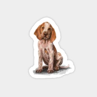 The Bracco Italiano Sticker